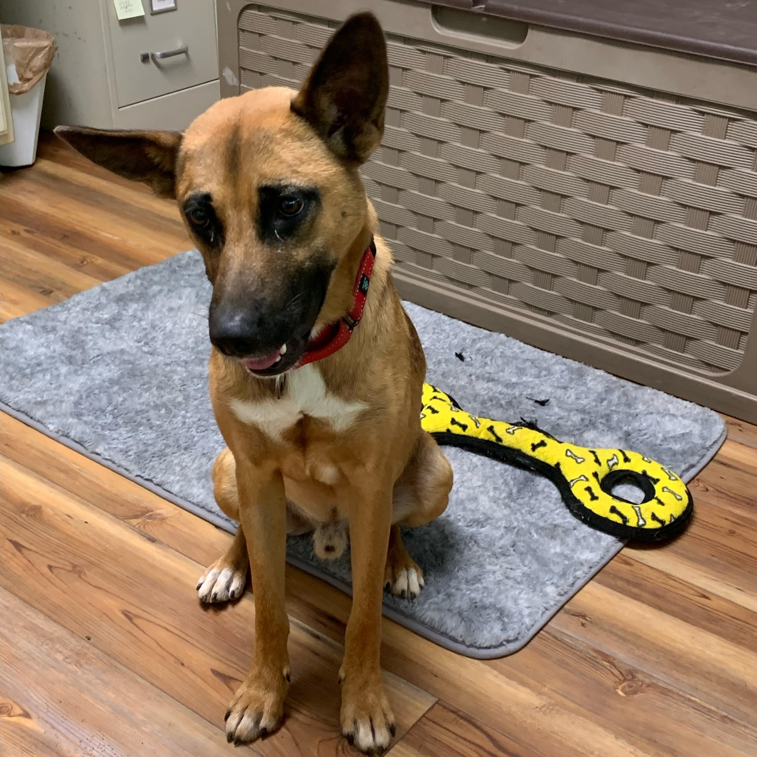 Enlarge Tater, a Adoptable mixed breed in Jasper, GA image 3/6