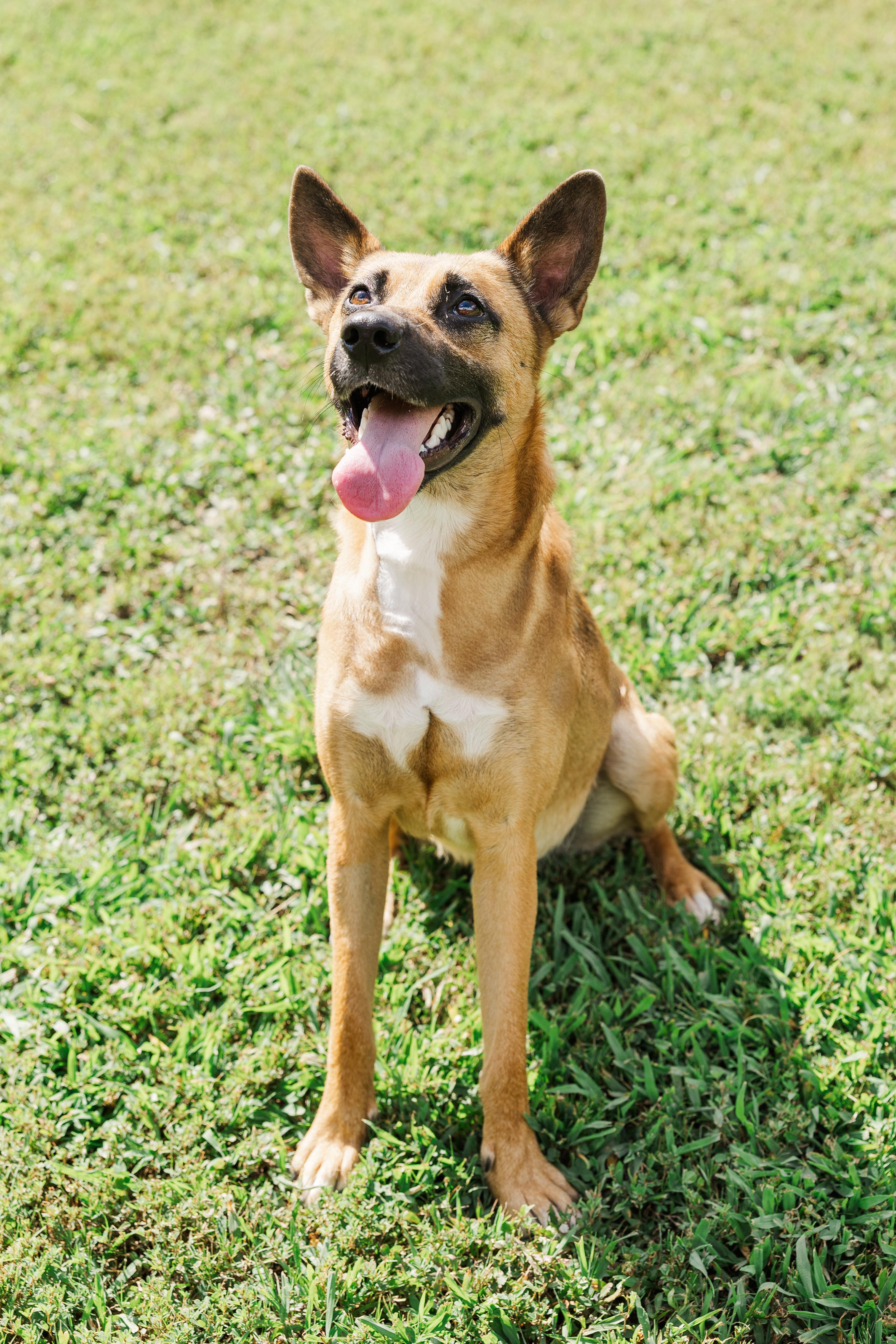 Enlarge Tater, a Adoptable mixed breed in Jasper, GA image 4/6