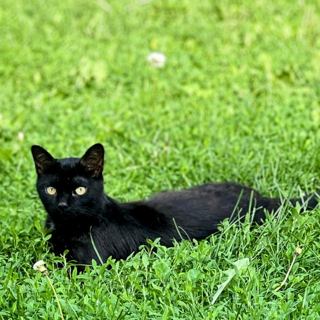 Neil, Adoptable, Adult Male Domestic Short Hair.