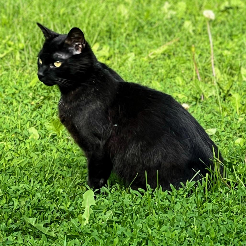 Enlarge Neil, a Adoptable Domestic Short Hair in Rochester, MN image 2/2