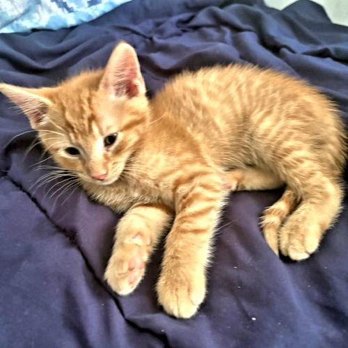 Nola, Adopted, Kitten Female Tabby.