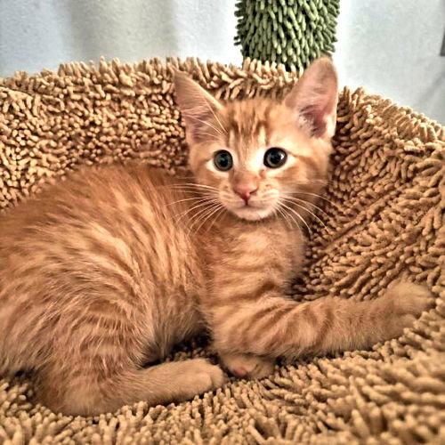 Nola, a Adopted Tabby in Rutherfordton, NC image 2/2