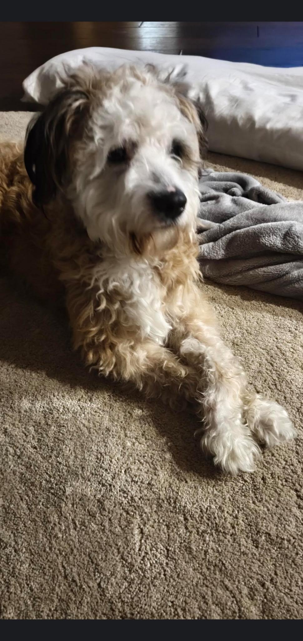 Enlarge Marley, a ADOPTABLE Shih poo in Little Elm, TX image 3/3