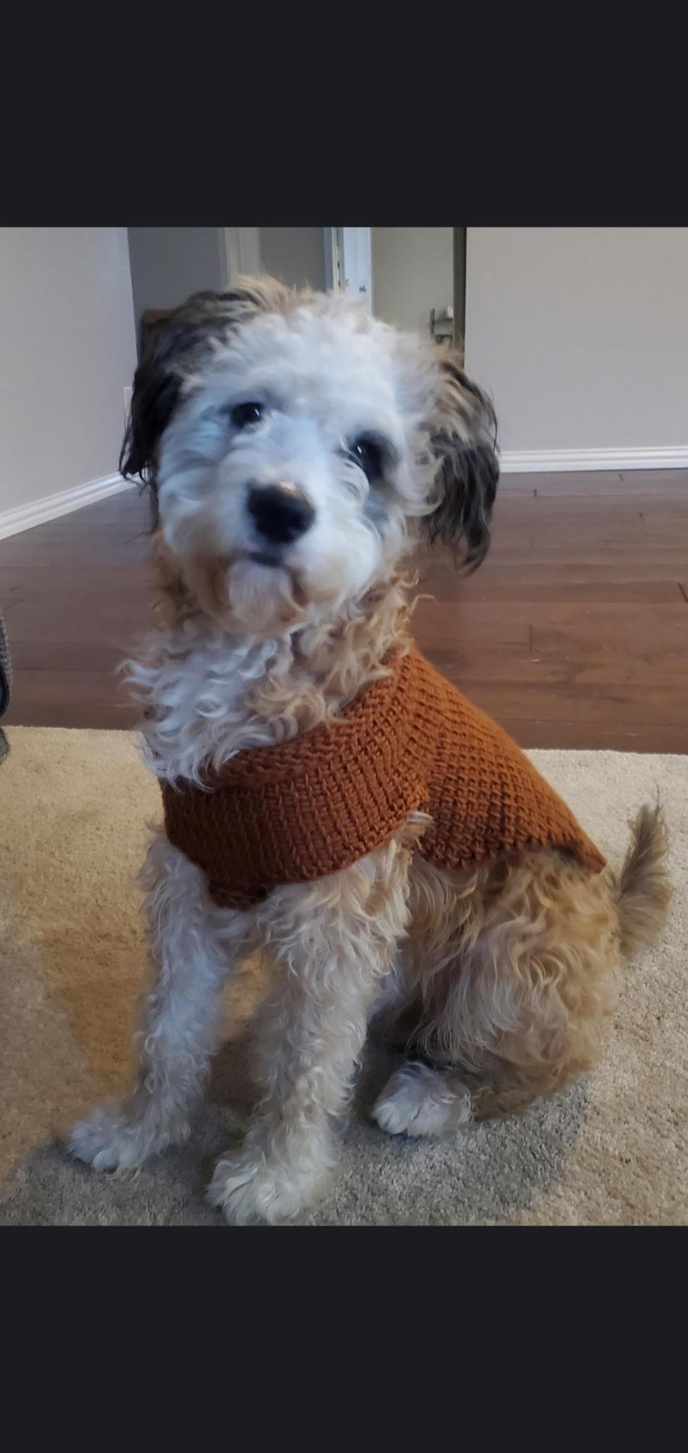 Enlarge Marley, a ADOPTABLE Shih poo in Little Elm, TX image 1/3