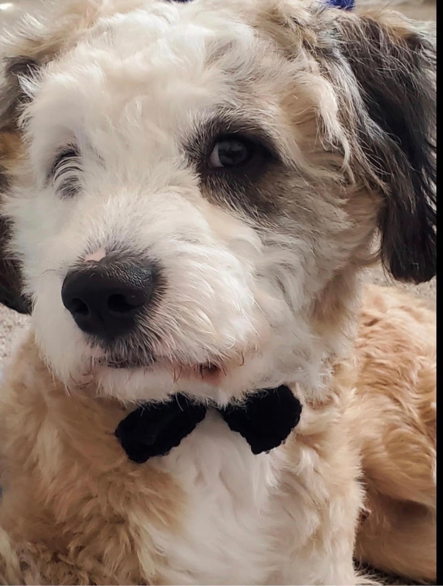 Enlarge Marley, a ADOPTABLE Shih poo in Little Elm, TX image 2/3