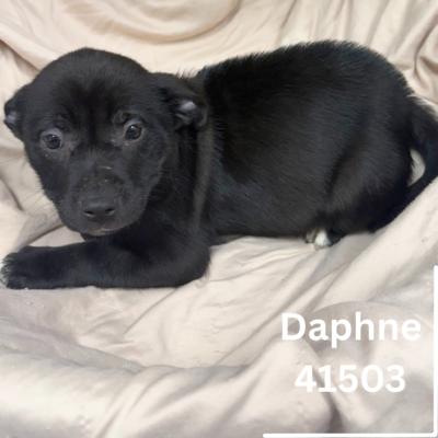 D pups 5