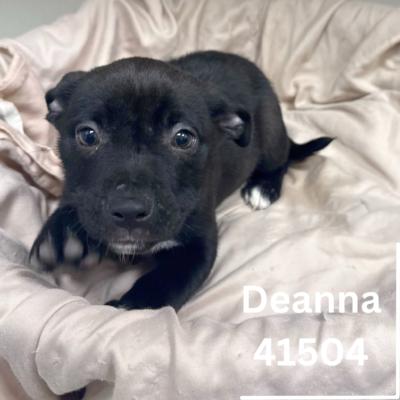 D pups 3
