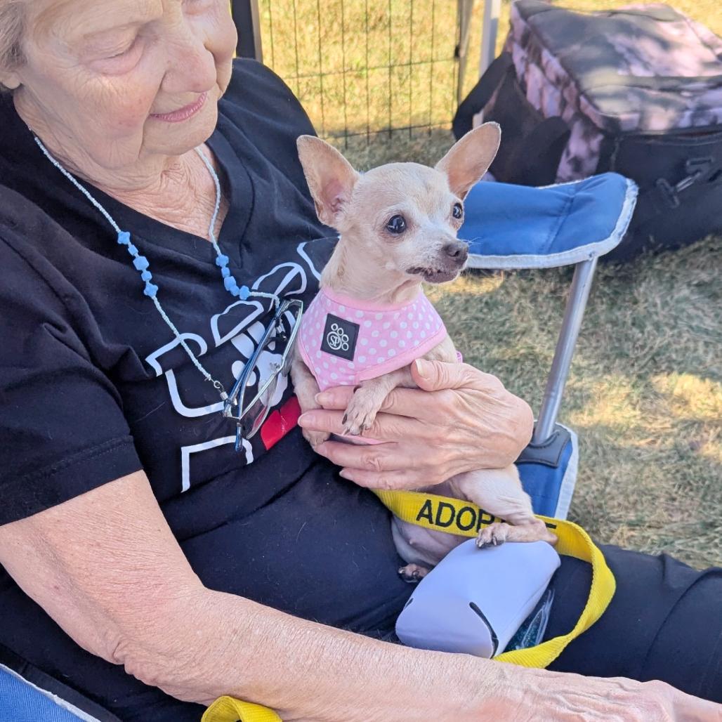 Guapa, a Adoptable Chihuahua in Romeoville, IL image 1/2