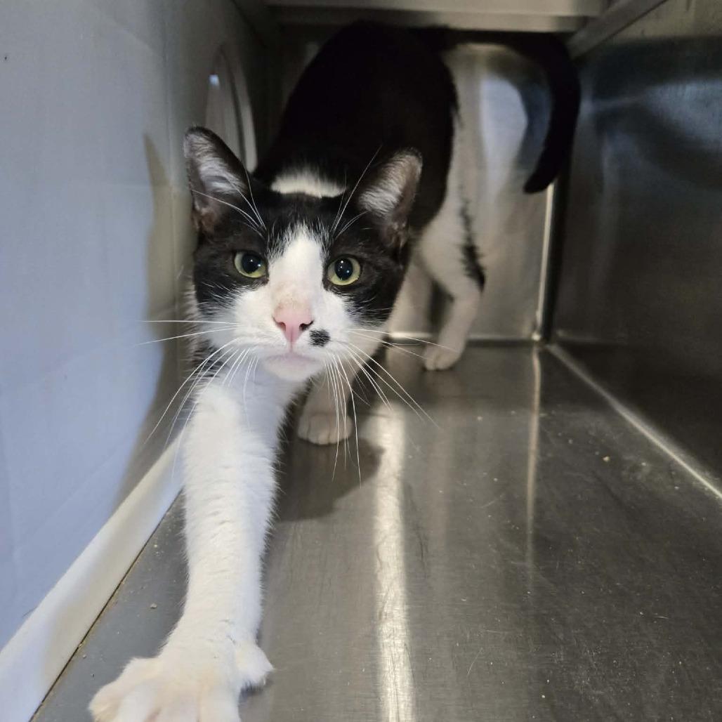 Cow, Adoptable, Adult Male Domestic Short Hair.