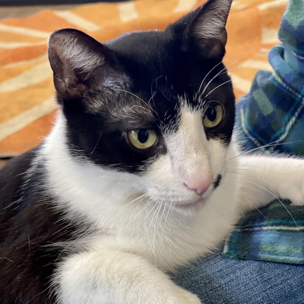 Cow - Sponsored!, a Adoptable Domestic Short Hair in Park Falls, WI image 2/6