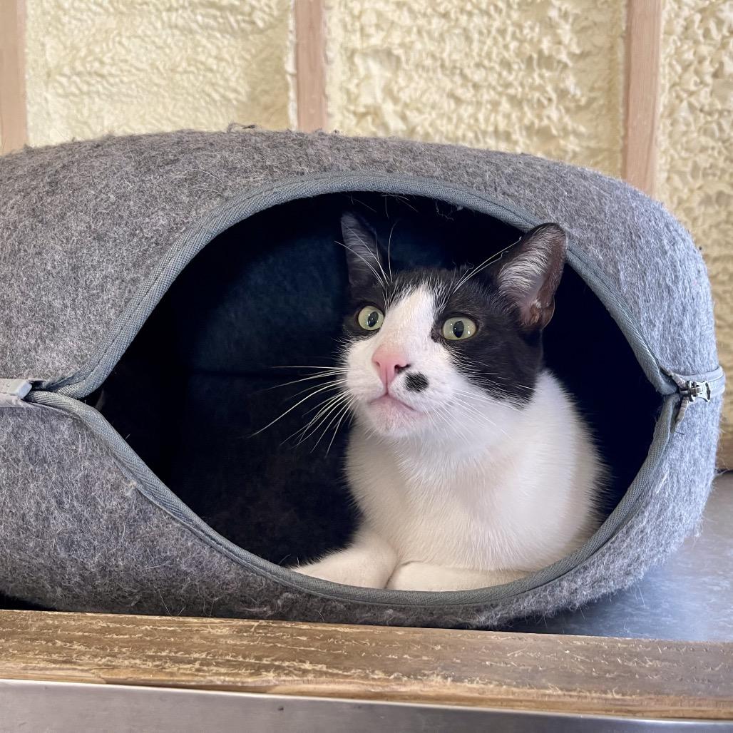 Cow - Sponsored!, a Adoptable Domestic Short Hair in Park Falls, WI image 4/6