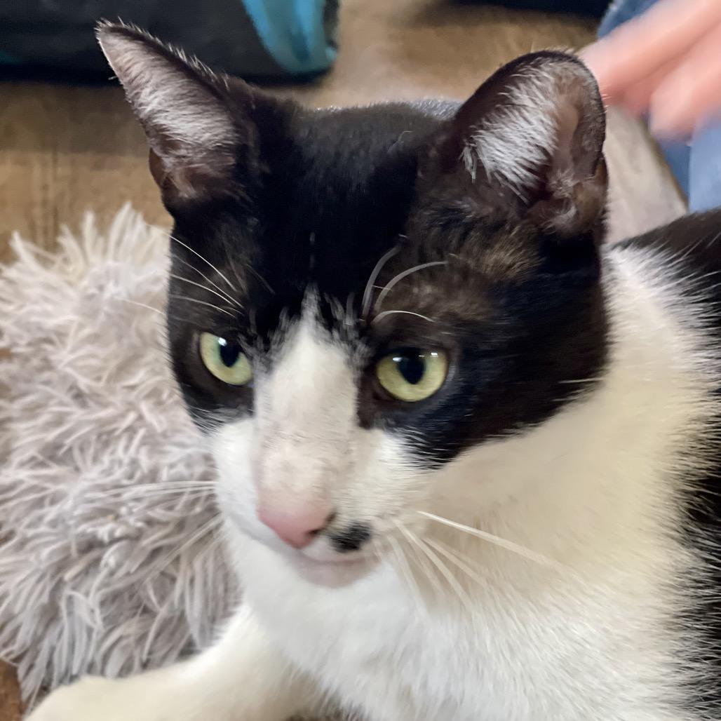 Cow - Sponsored!, a Adoptable Domestic Short Hair in Park Falls, WI image 5/6