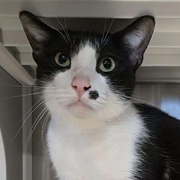 Enlarge Cow, a Adoptable Domestic Short Hair in Park Falls, WI image 2/2