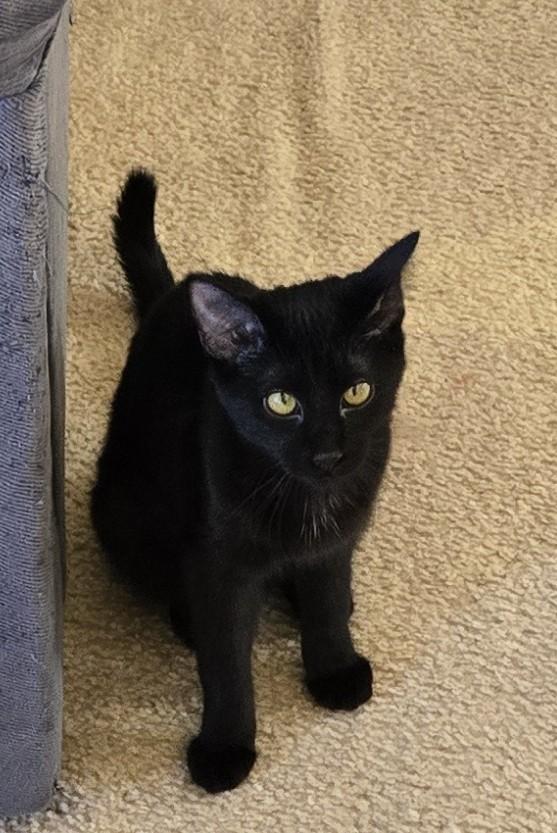 Kukui, a Adoptable Domestic Medium Hair image 6/6