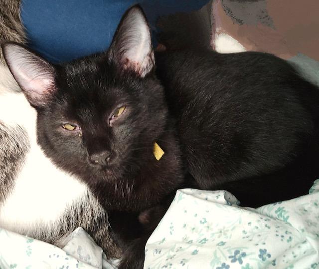 Kukui, a Adoptable Domestic Medium Hair image 4/6