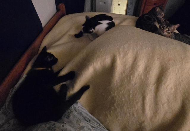 Kukui, a Adoptable Domestic Medium Hair image 3/6