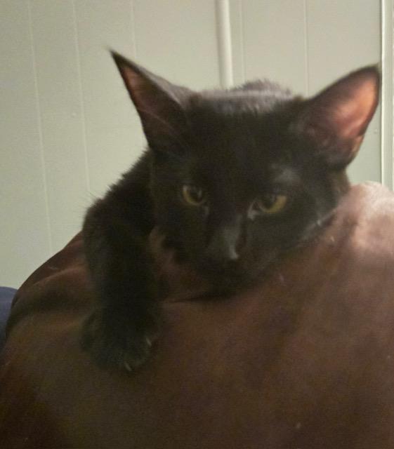 Kukui, a Adoptable Domestic Medium Hair image 5/6