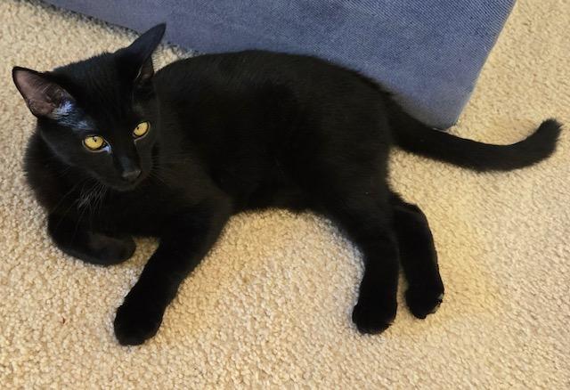 Kukui, a Adoptable Domestic Medium Hair image 2/6