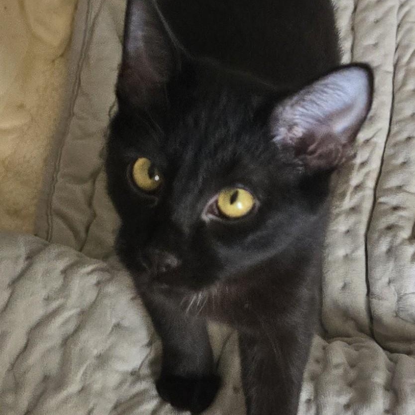 Kukui, a Adoptable Domestic Medium Hair image 1/6