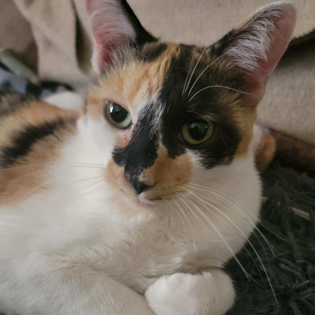 Enlarge Abbie, a Adoptable Domestic Short Hair in Long Beach, CA image 1/5