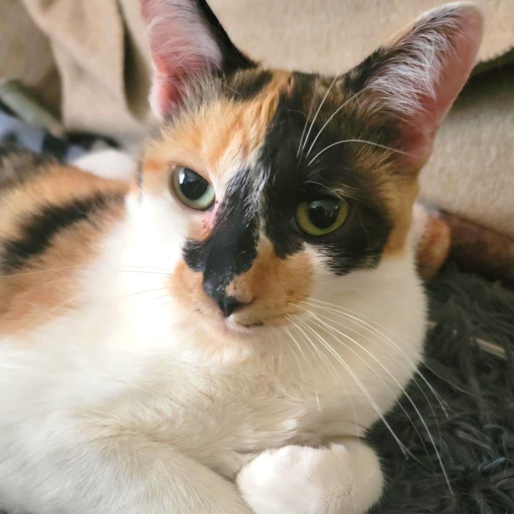 Enlarge Abbie, a Adoptable Domestic Short Hair in Long Beach, CA image 1/4