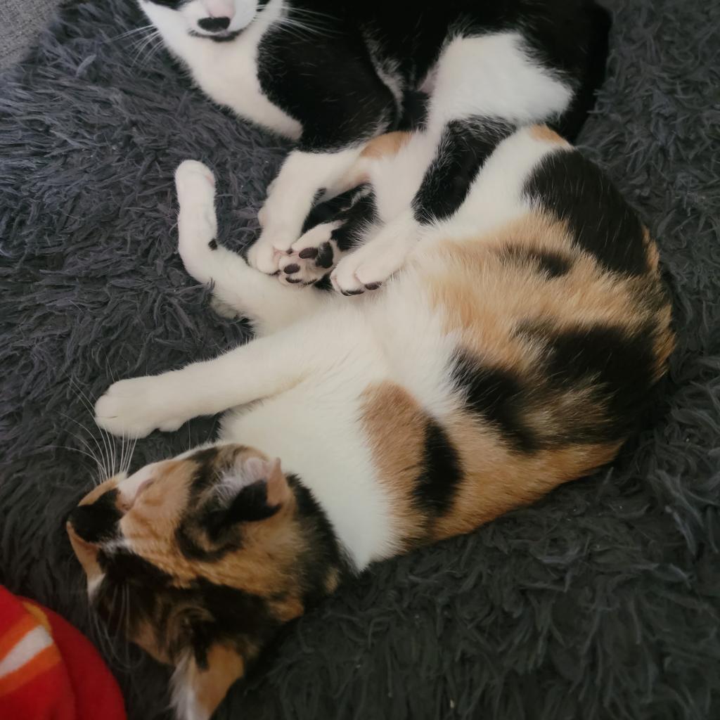 Enlarge Abbie, a Adoptable Domestic Short Hair in Long Beach, CA image 3/5