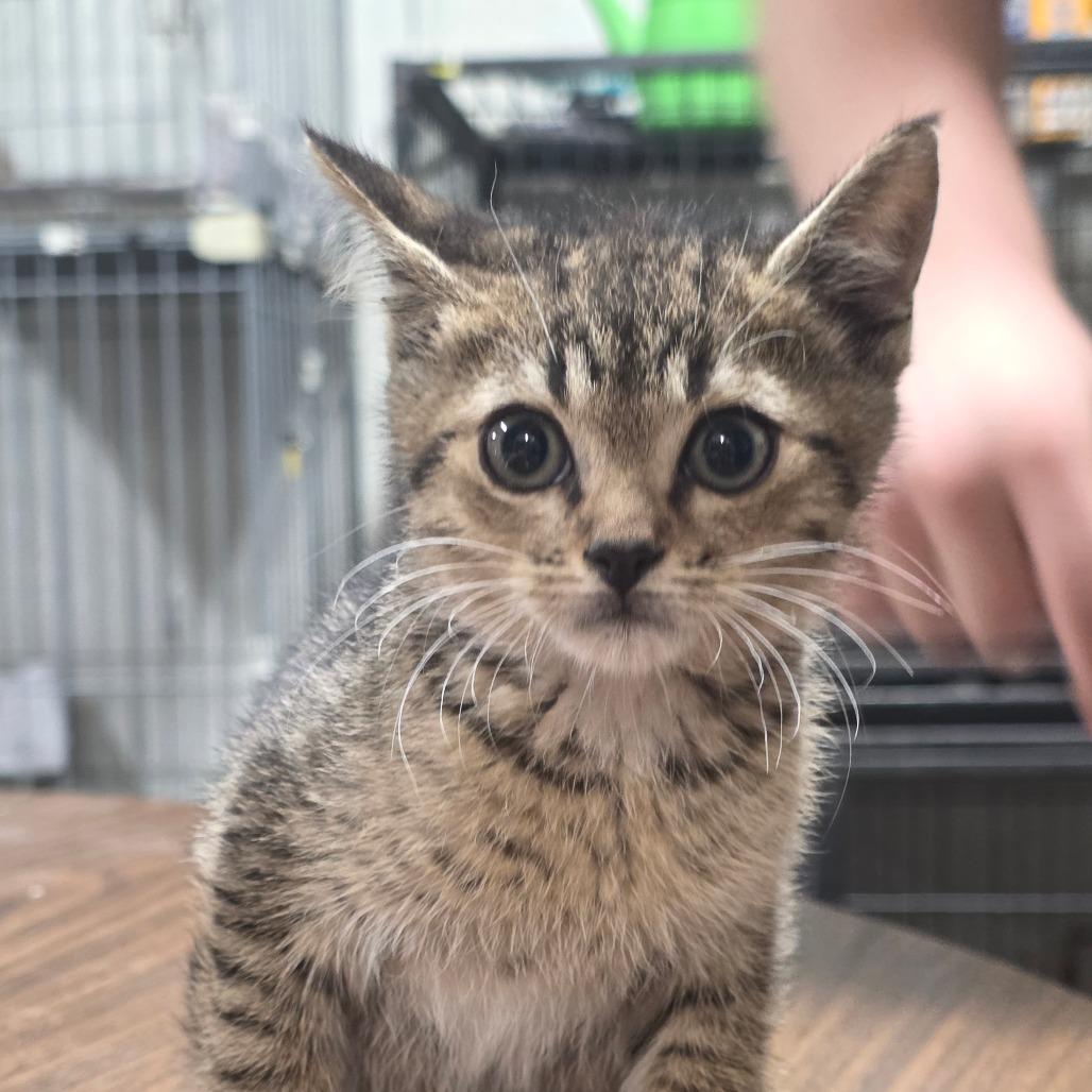 Smoke, Adoptable, Kitten Female Domestic Short Hair.