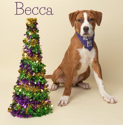 Becca, Adoptable, Puppy Female Hound & Mixed Breed.