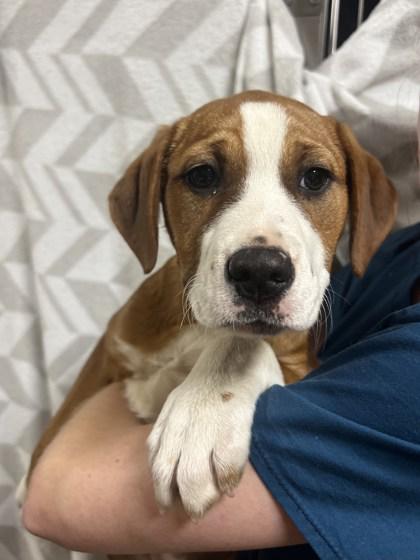 Becca, Adoptable, Puppy Female Hound & Mixed Breed.