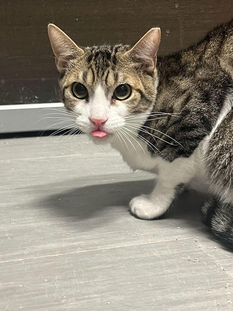 Spotty, Adoptable, Young Male Domestic Short Hair.