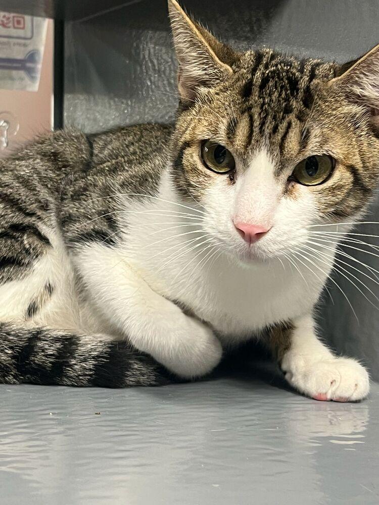 Spotty, Adoptable, Young Male Domestic Short Hair.