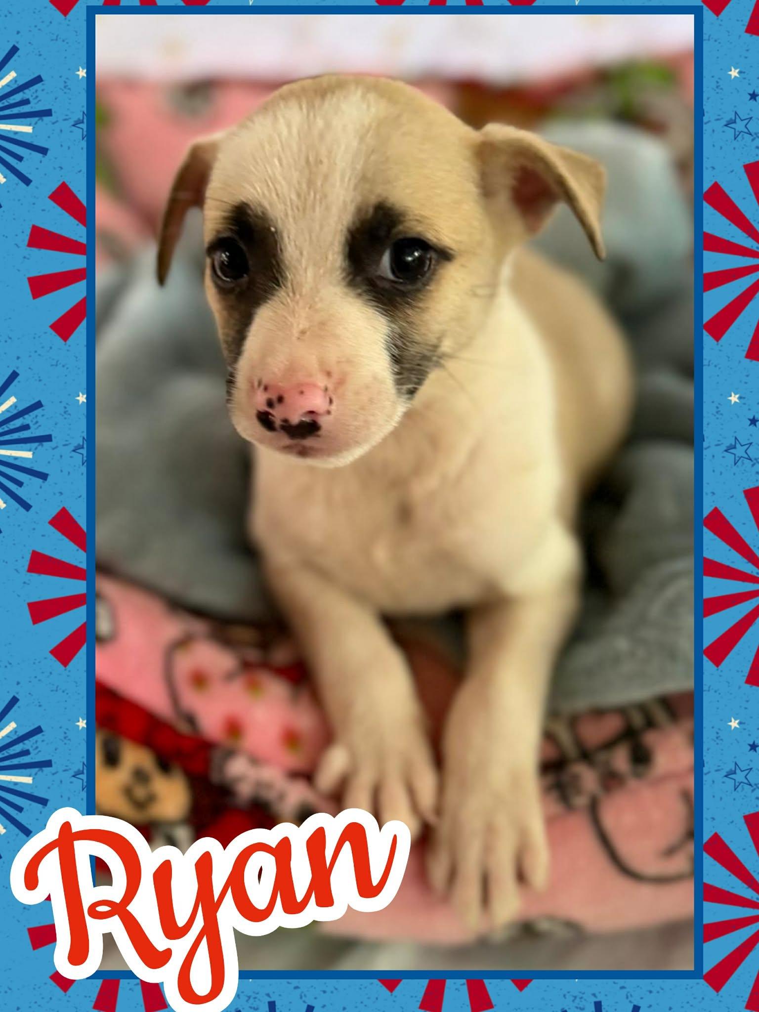 Ryan, ADOPTABLE, Puppy Male Beagle & Chihuahua.