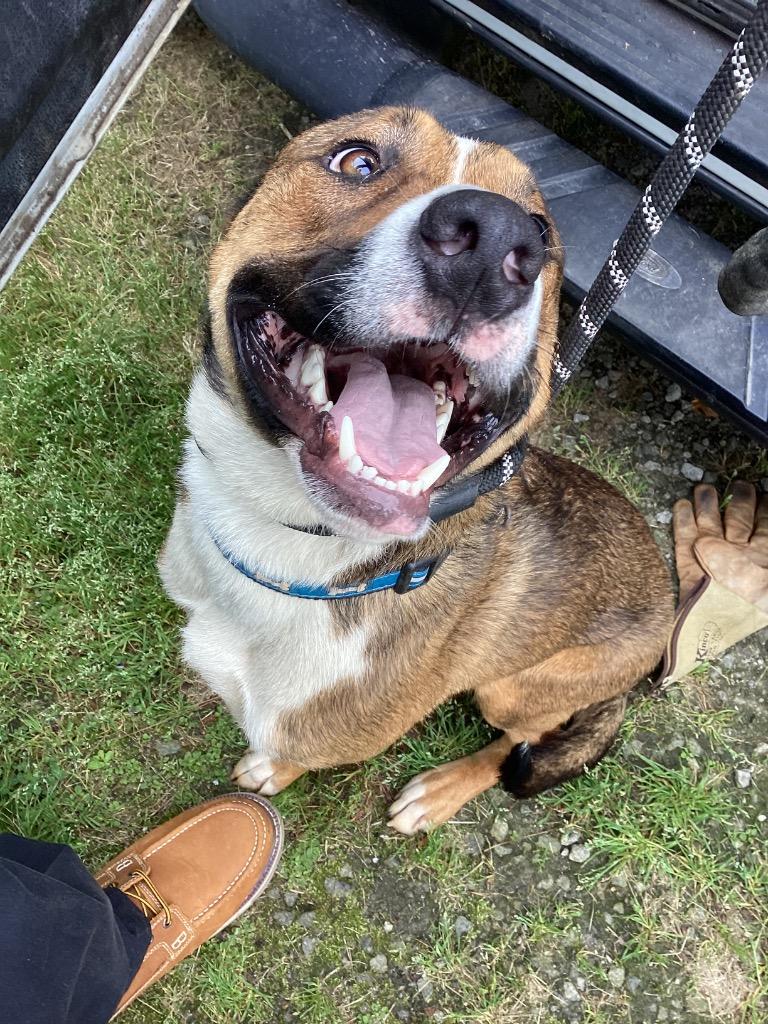 Reggie, Adoptable, Adult Male Terrier.