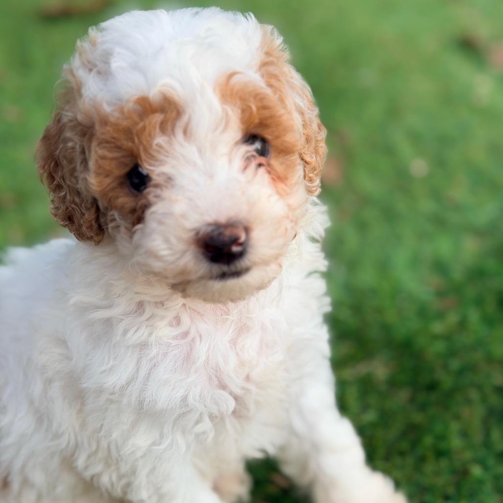 Char (in PA), Adoptable, Puppy Female Poodle.