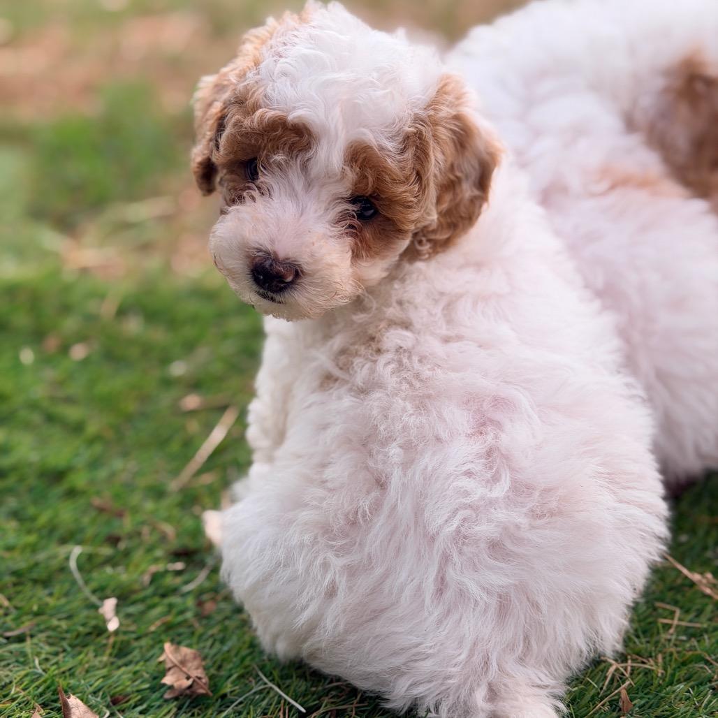 Char (in PA), a Adoptable Poodle in Huntsville, AL image 2/5