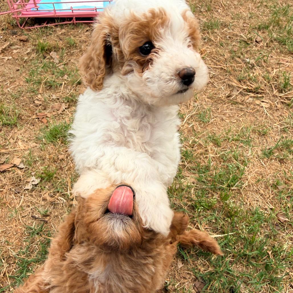 Char (in PA), a Adoptable Poodle in Huntsville, AL image 3/5