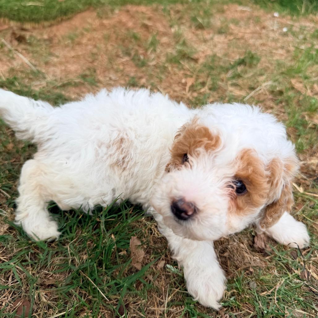 Char (in PA), a Adoptable Poodle in Huntsville, AL image 4/5
