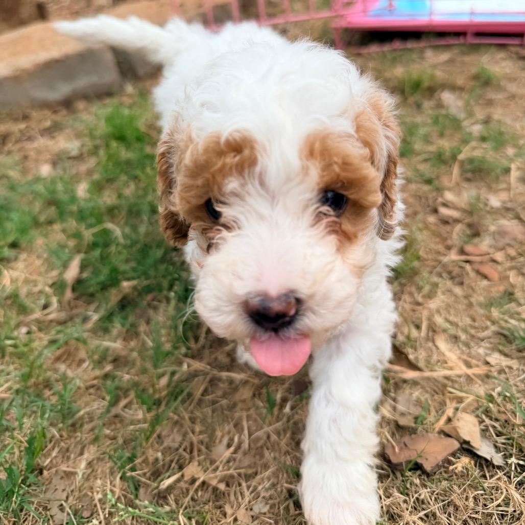Char (in PA), a Adoptable Poodle in Huntsville, AL image 5/5