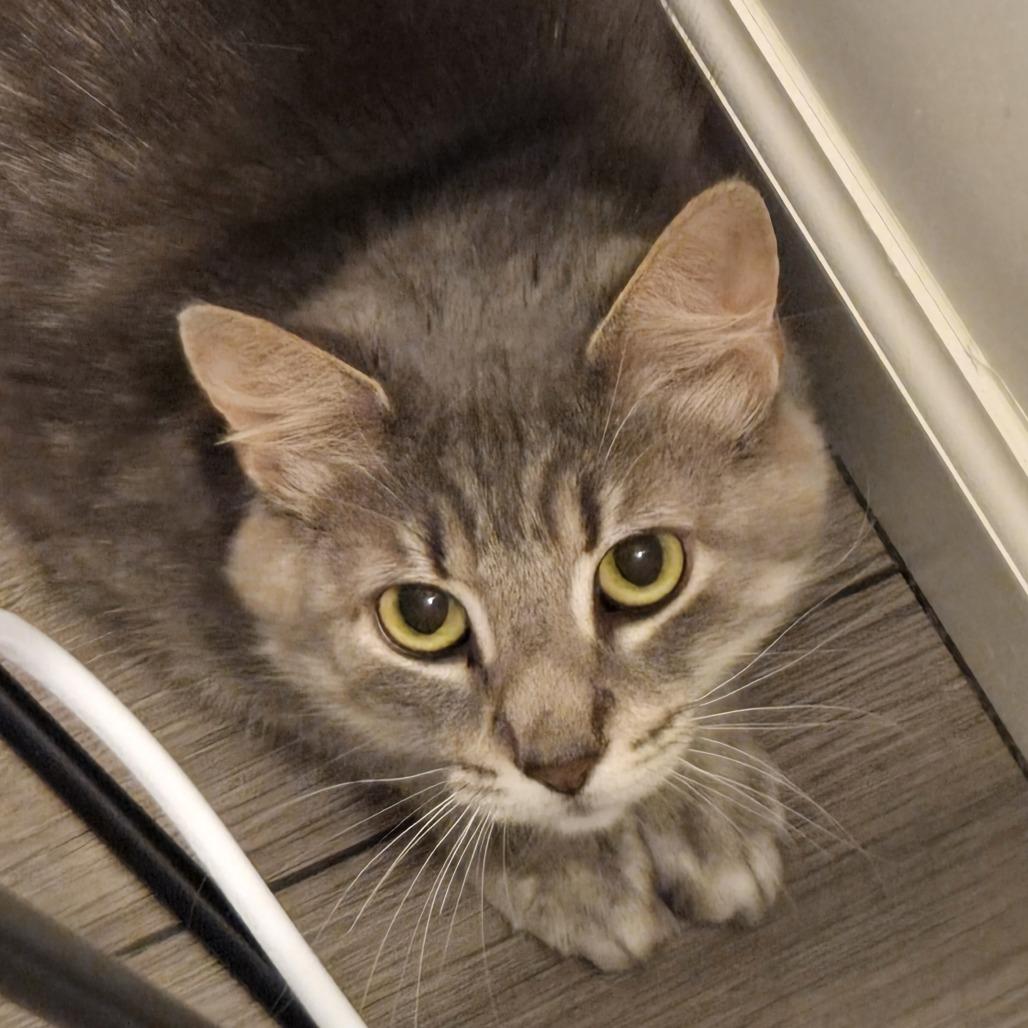 Bea, Adoptable, Adult Female Domestic Short Hair.