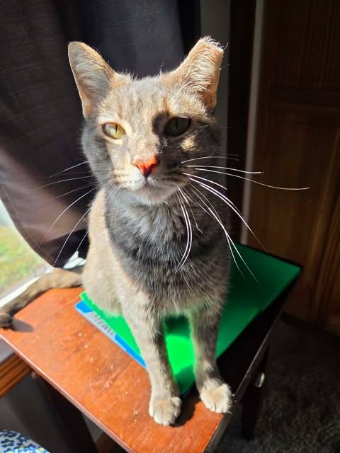Enlarge Tisana, a Adoptable mixed breed in Chicago, IL image 3/6