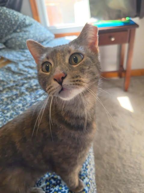 Enlarge Tisana, a Adoptable mixed breed in Chicago, IL image 6/6