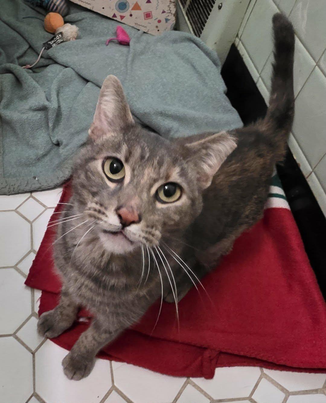 Tisana, a ADOPTABLE mixed breed in Chicago, IL image 2/6
