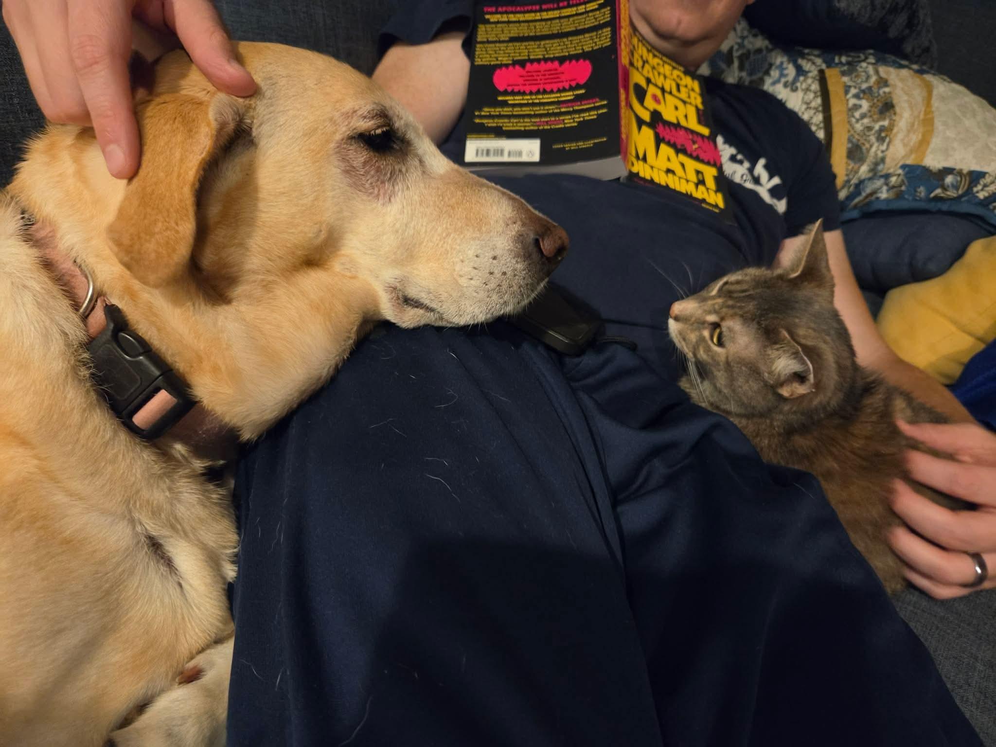 Enlarge Tisana, a Adopted mixed breed in Chicago, IL image 6/6