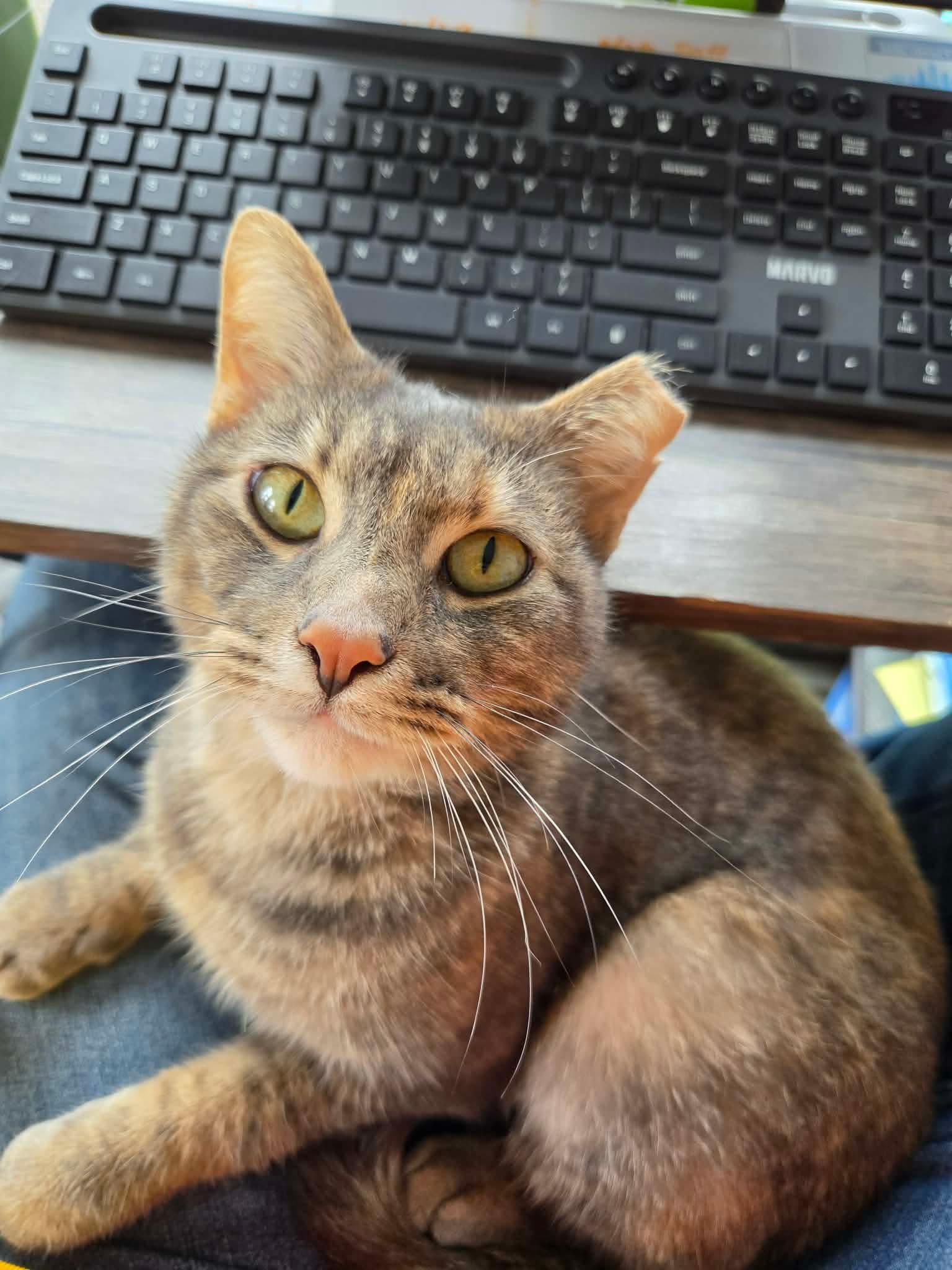 Enlarge Tisana, a Adopted mixed breed in Chicago, IL image 2/6