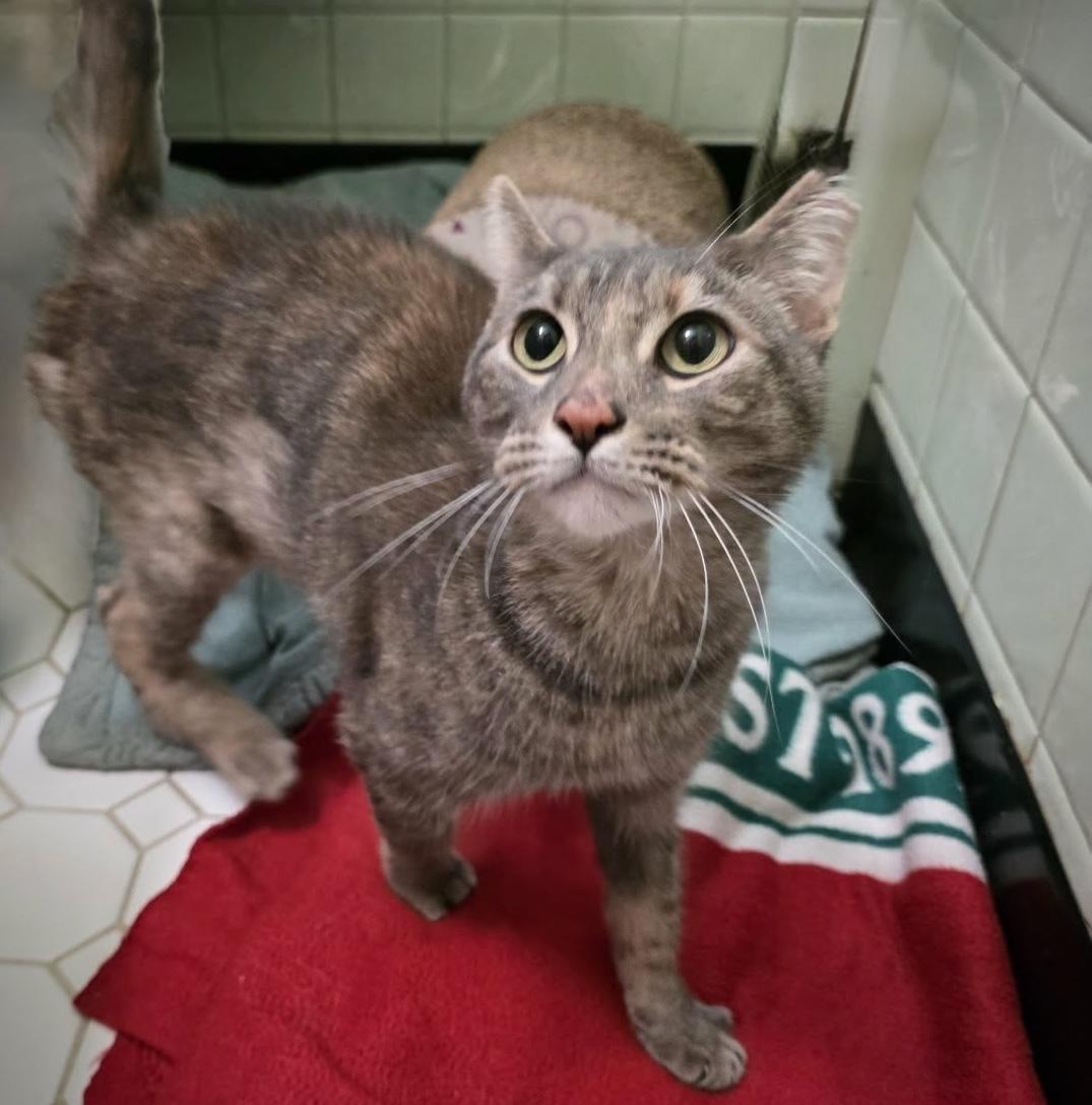 Tisana, Adoptable, Adult Female Torbie.