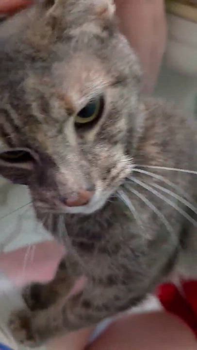 Enlarge Tisana, a ADOPTABLE mixed breed in Chicago, IL video 3/6