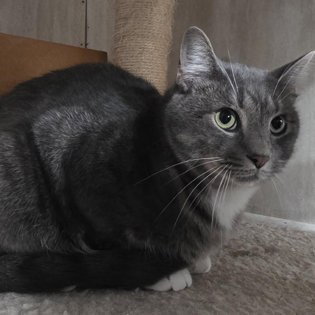 Jordan, Adoptable, Adult Male Domestic Short Hair.