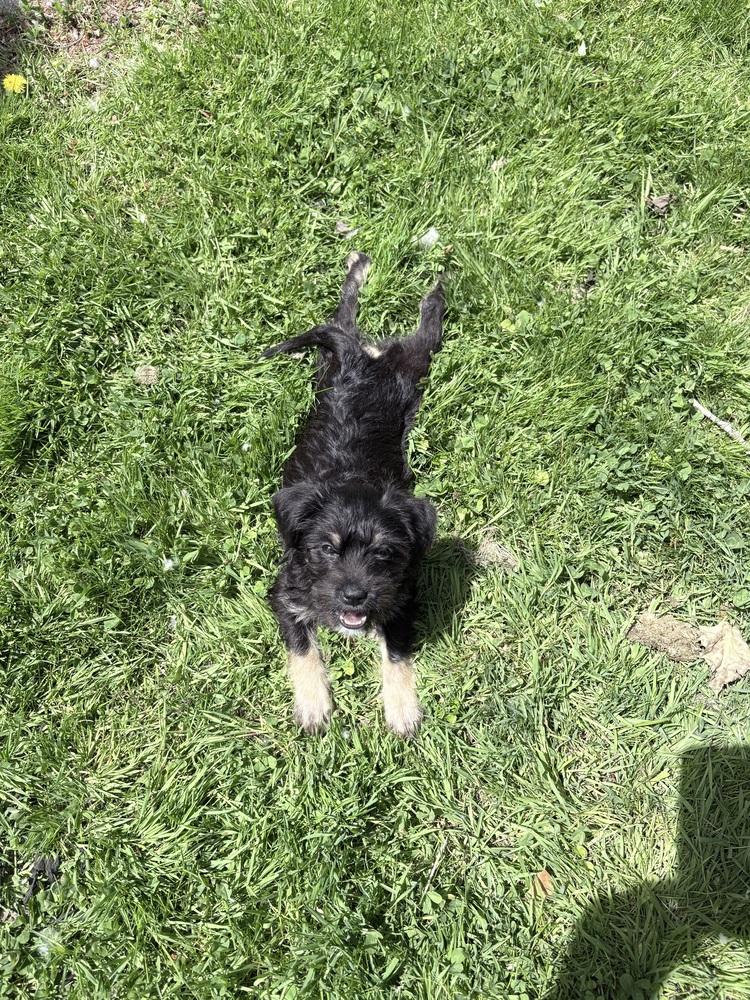 Abby, Adoptable, Puppy Female Yorkshire Terrier & Pit Bull Terrier.