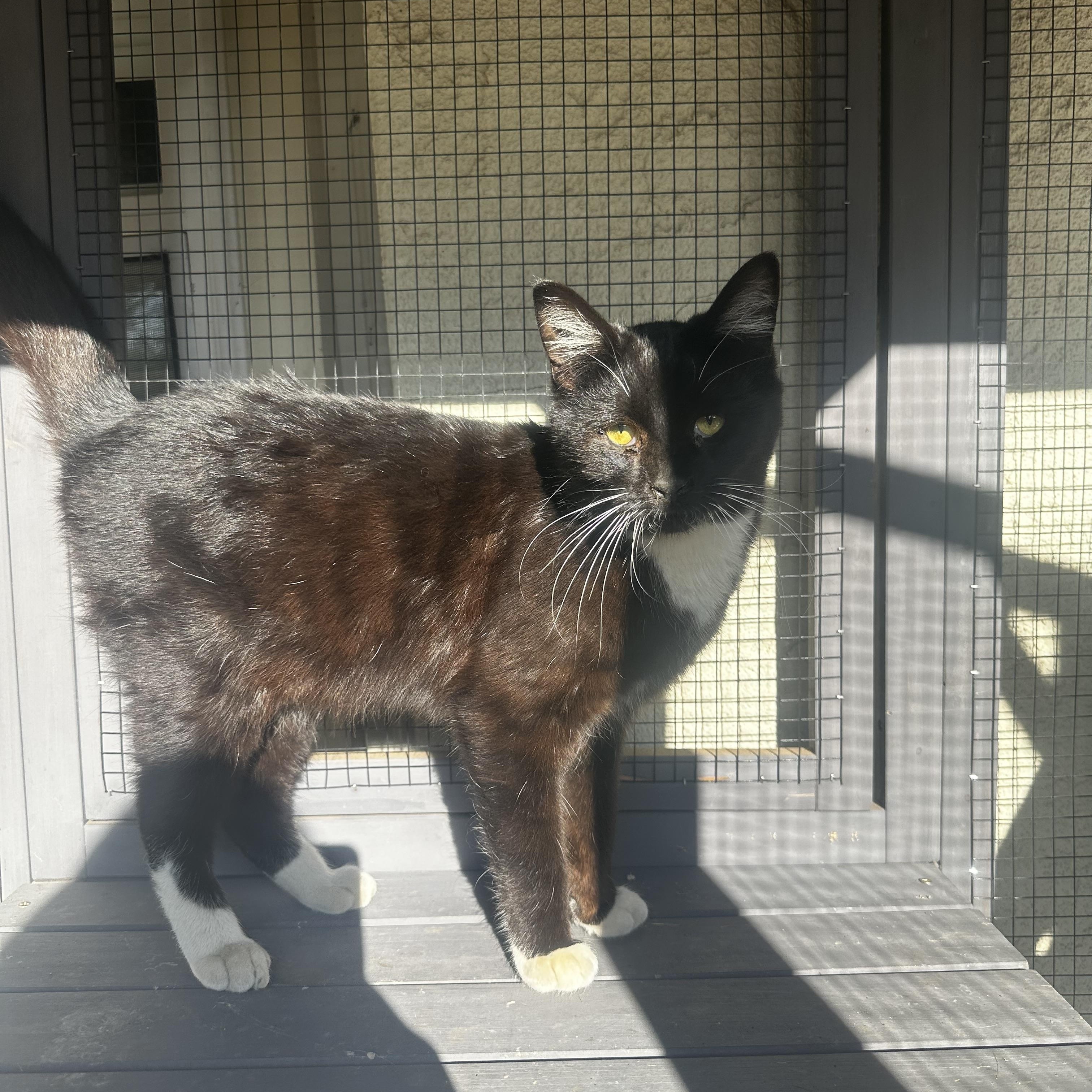 Enlarge Penguin, a Adoptable Tuxedo in Fresno, CA image 4/4