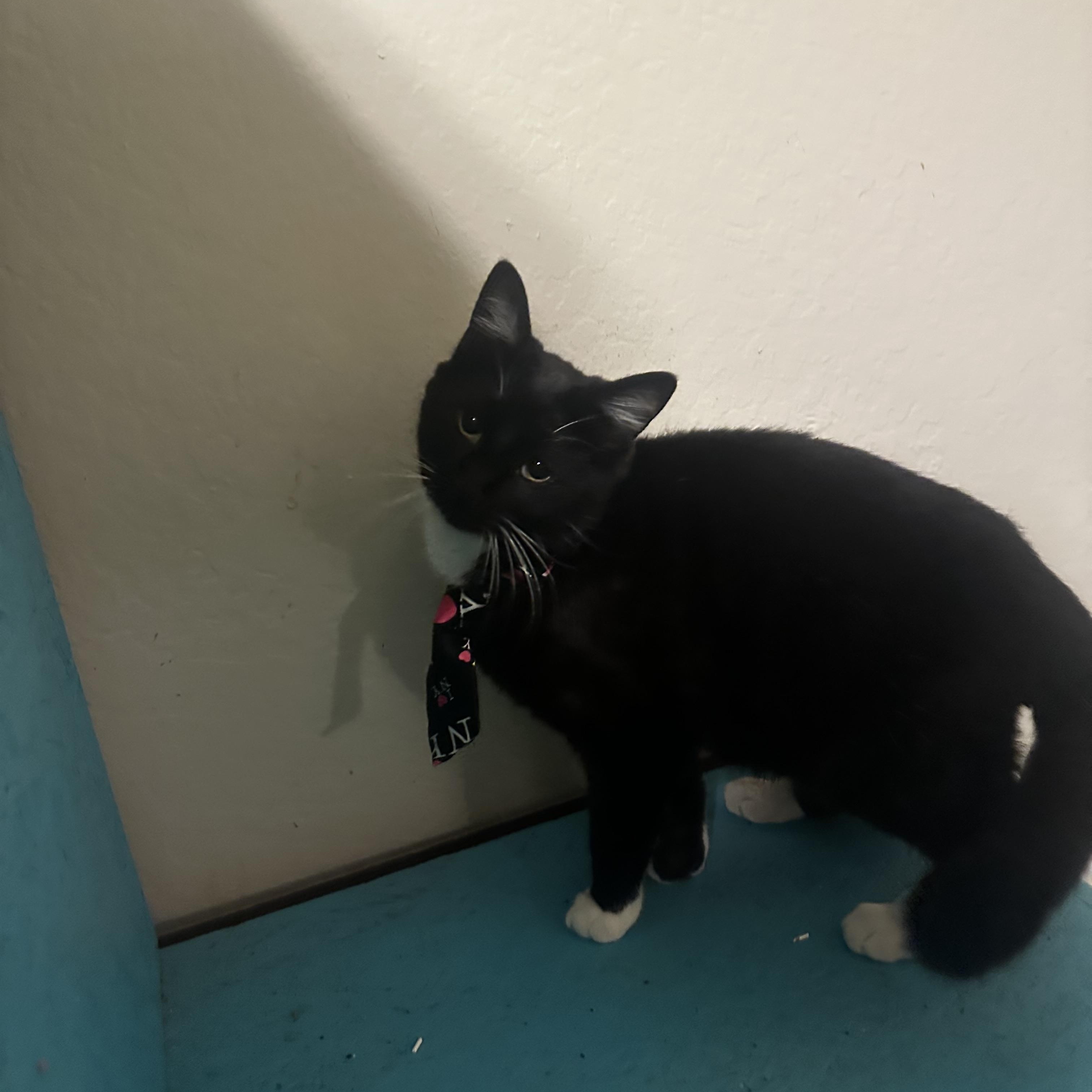 Enlarge Penguin, a Adoptable Tuxedo in Fresno, CA image 2/4